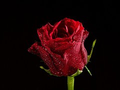 rose diagnoza społeczna 2011 a prawnicy, radcy prawni